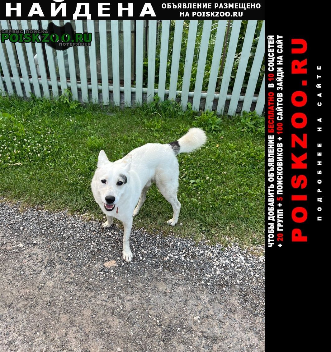 Найдена собака кобель Обнинск