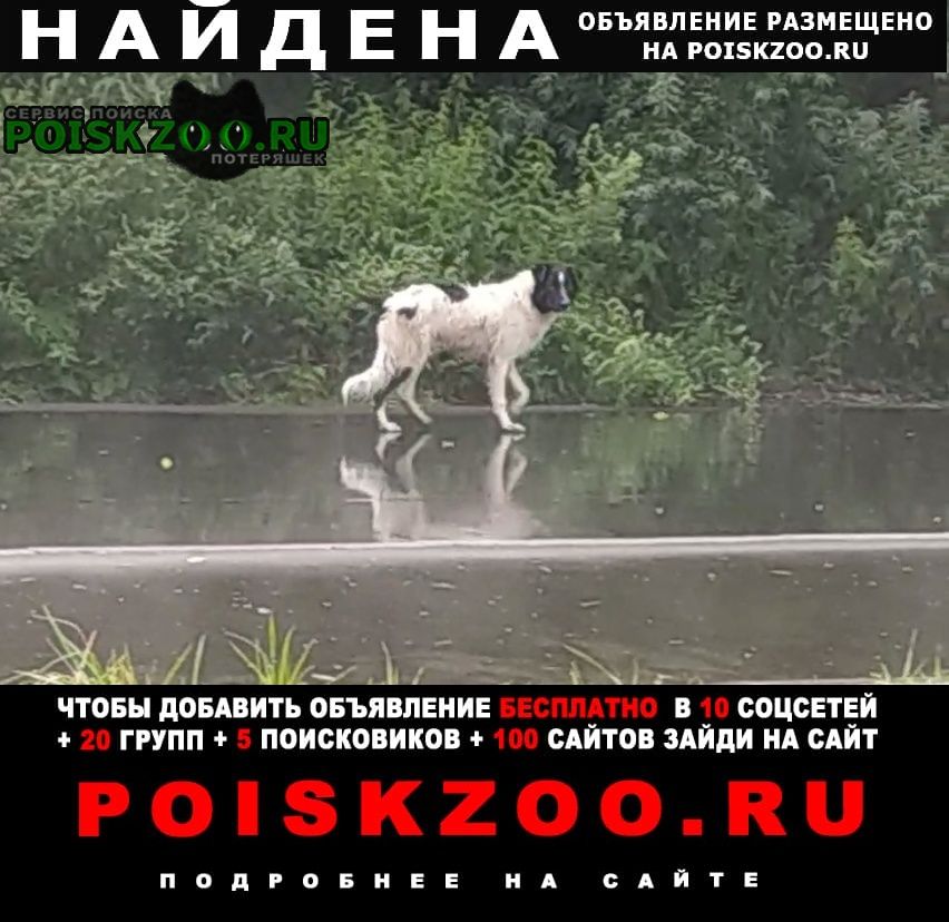 Найдена собака замечена Москва