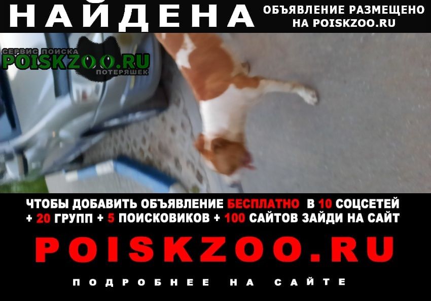 Найдена собака 27.07 около дс Пушкино