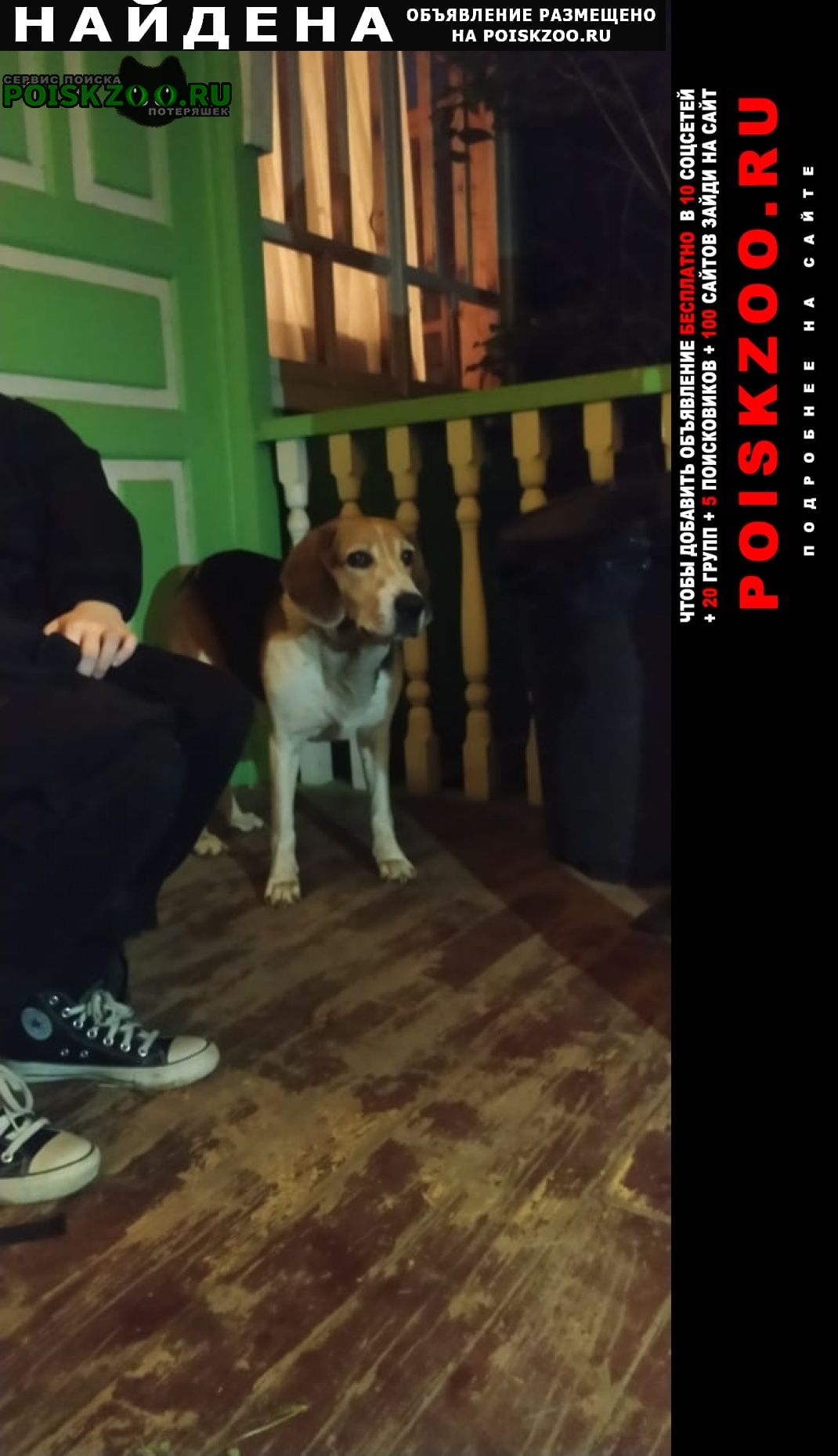 Найдена собака кобель бигль около 8 лет Чехов
