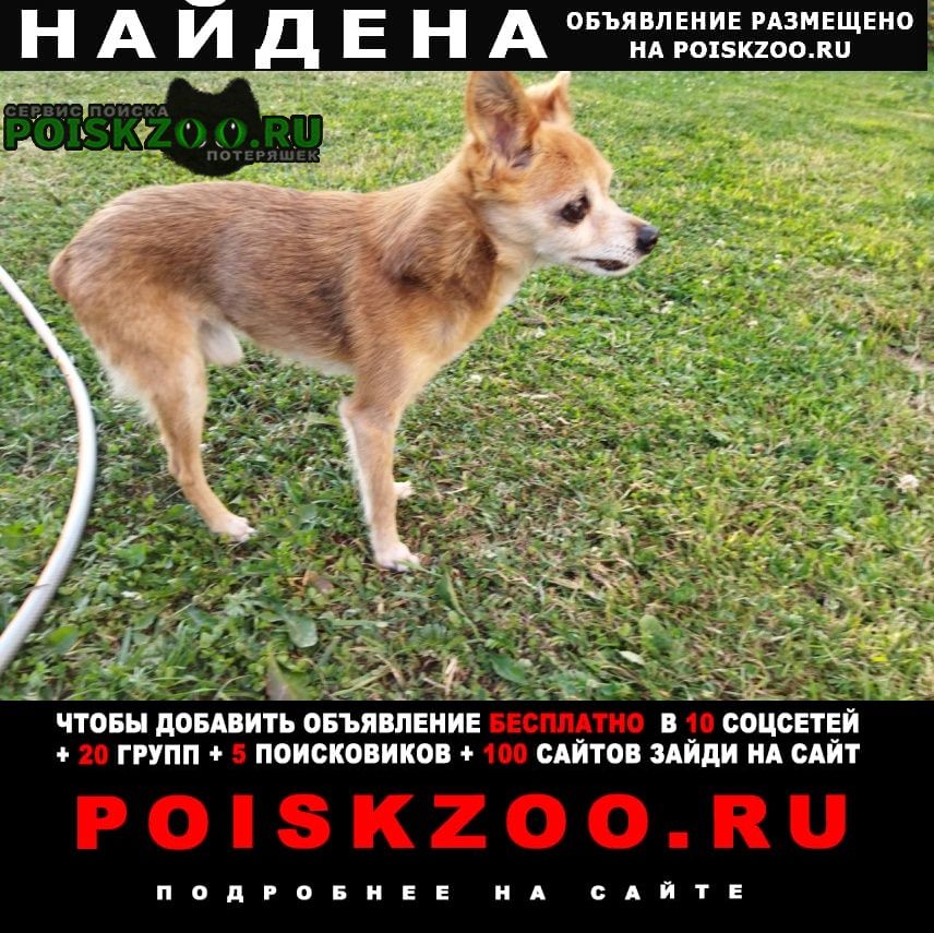 Найдена собака кобель в истринском районе Истра