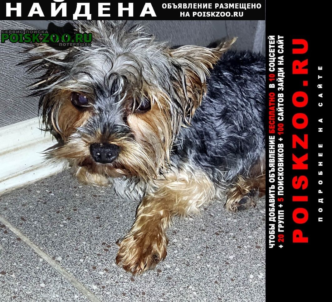 Найдена собака кобель йорк, кобель, мадояна-доватора Ростов-на-Дону