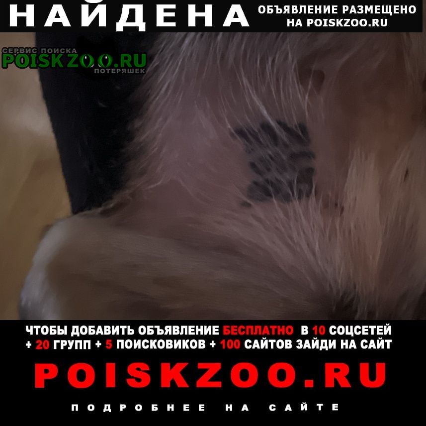 Найдена собака Старбеево