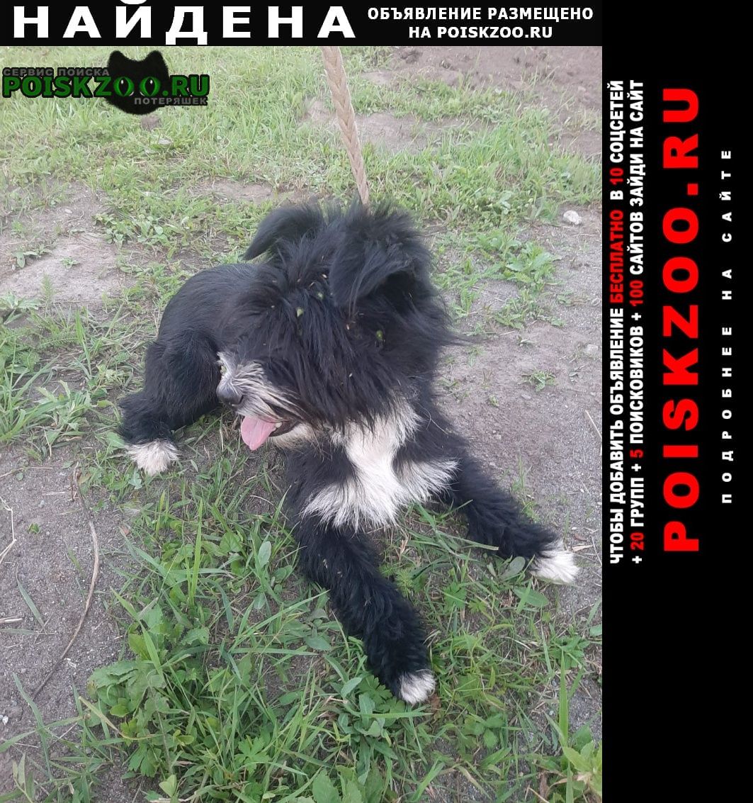 Найдена собака озерное, манжерок Горно-Алтайск