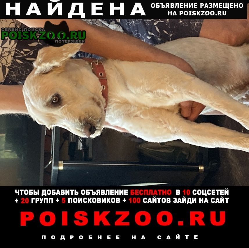 Найдена собака кобель Иркутск