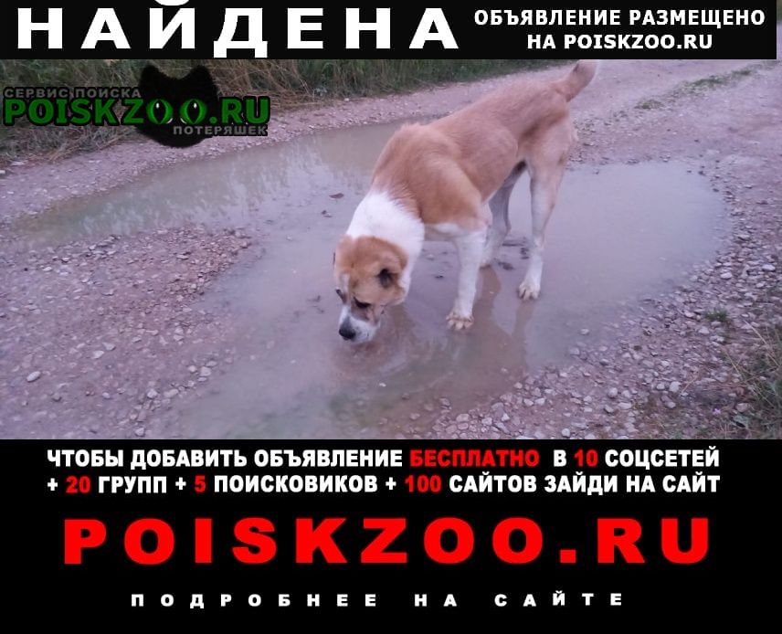 Найдена собака кобель алабай Заокский