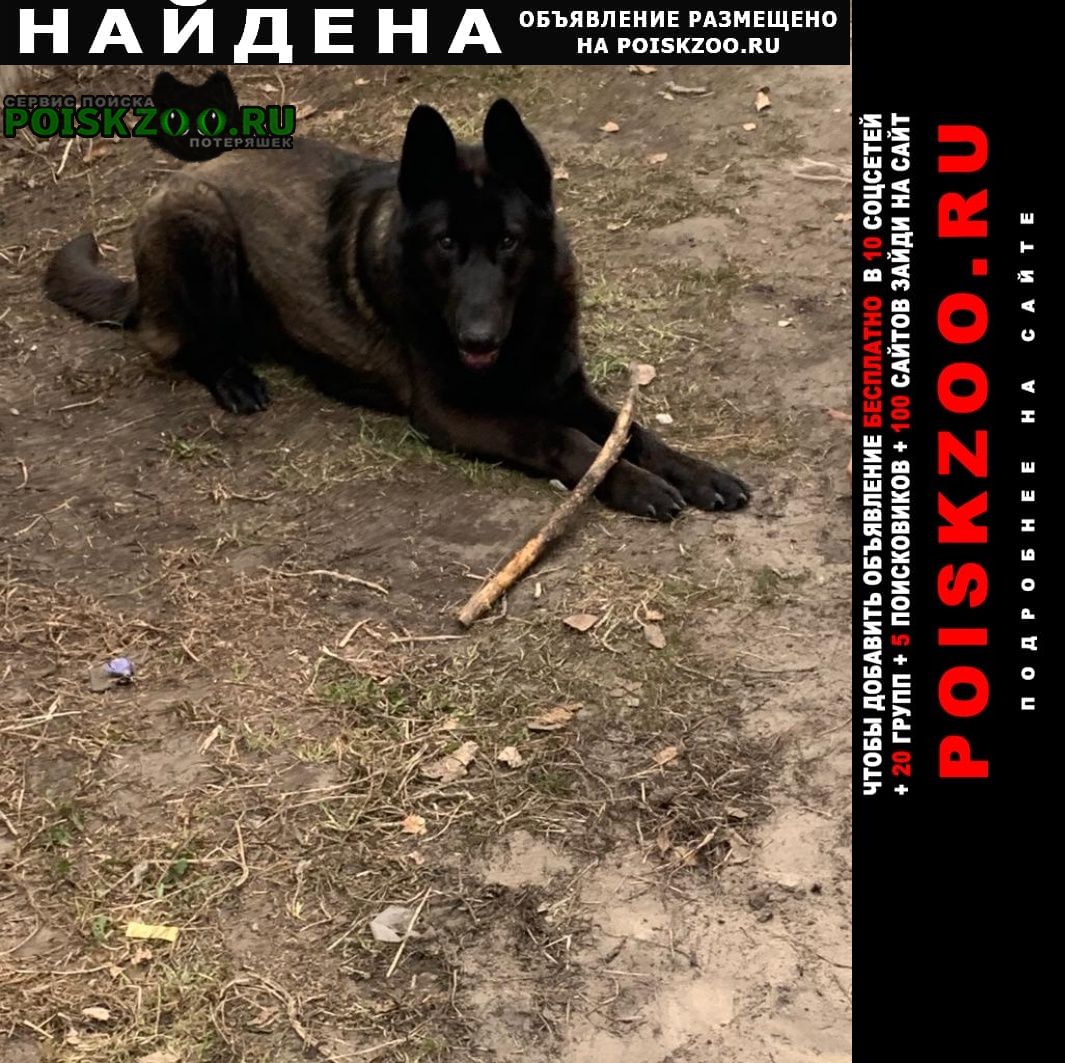 Найдена собака кобель Барнаул