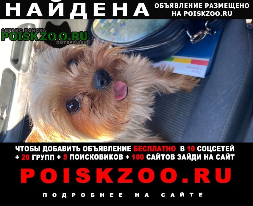Найдена собака йоркширский терьер Москва