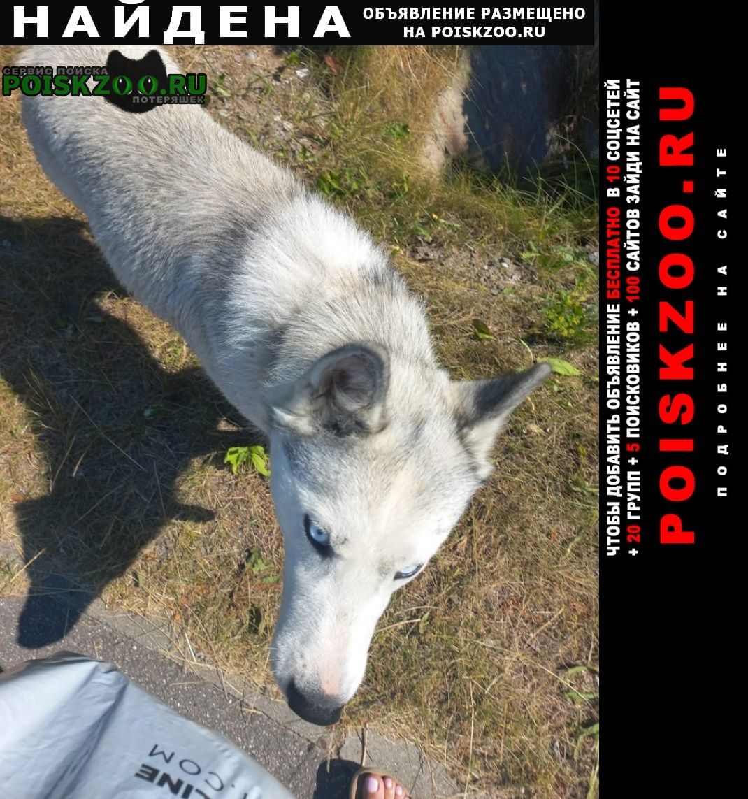 Найдена собака хаски Калининград (Кенигсберг)