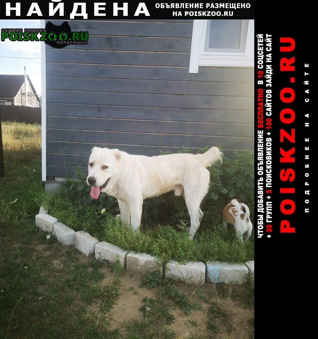 Найдена собака кобель алабай белый мальчик Киржач