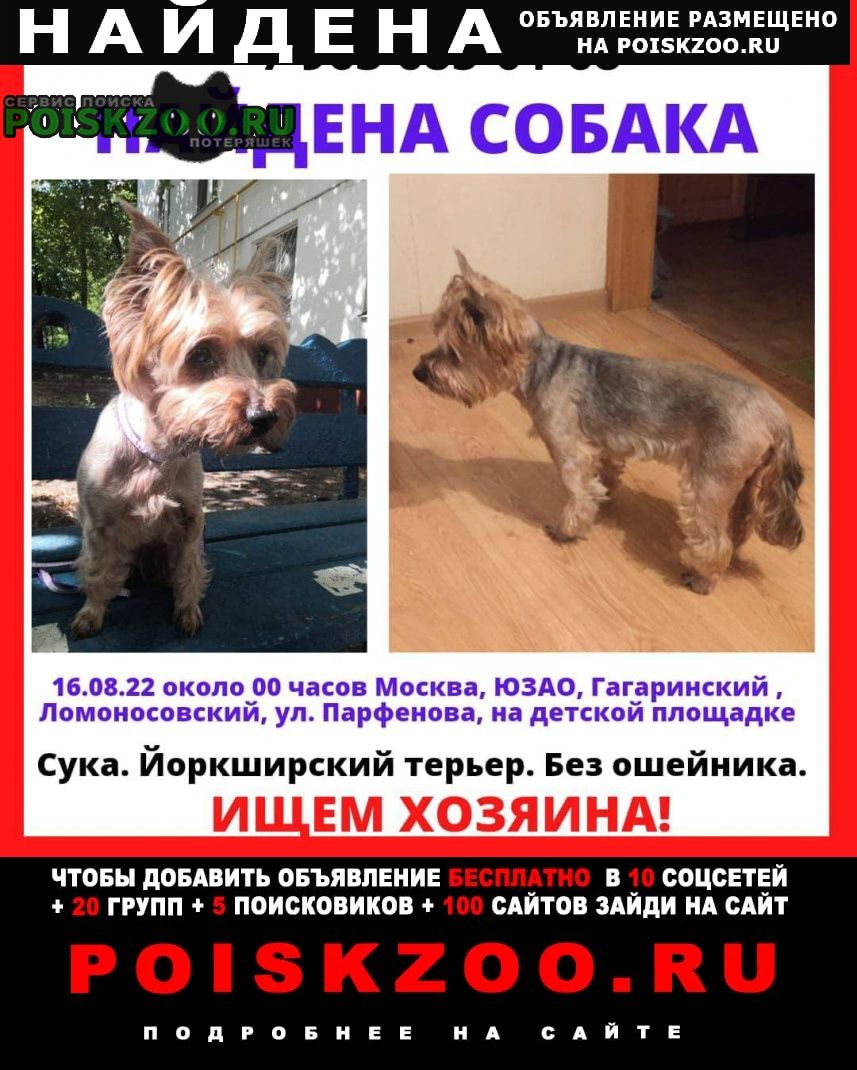 Найдена собака девочка йоркширский терьер Москва