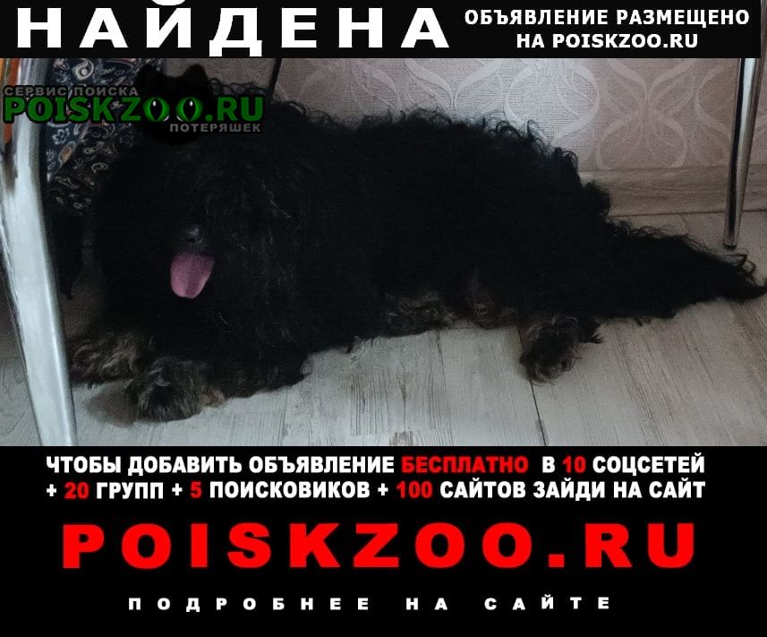 Найдена собака кобель мальчик черный метис Москва