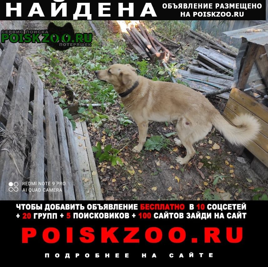 Найдена собака кобель пёс в хотеичах Орехово-Зуево