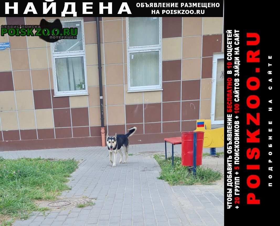 Найдена собака кобель хаски Калининград (Кенигсберг)