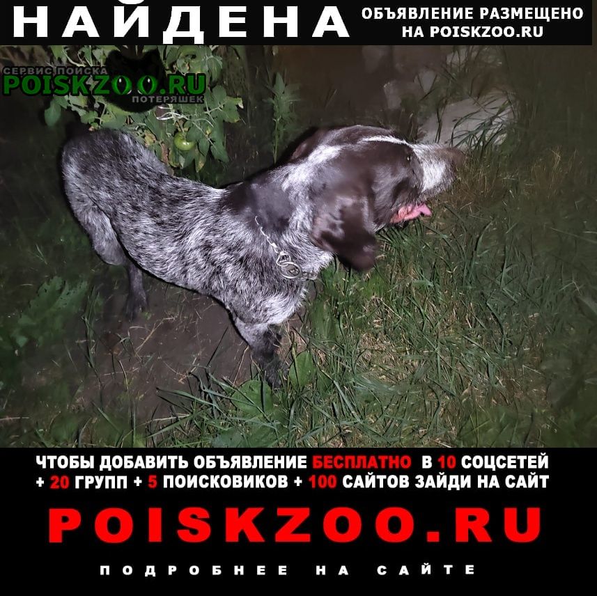 Найдена собака кобель, порода дратхаар Ставрополь
