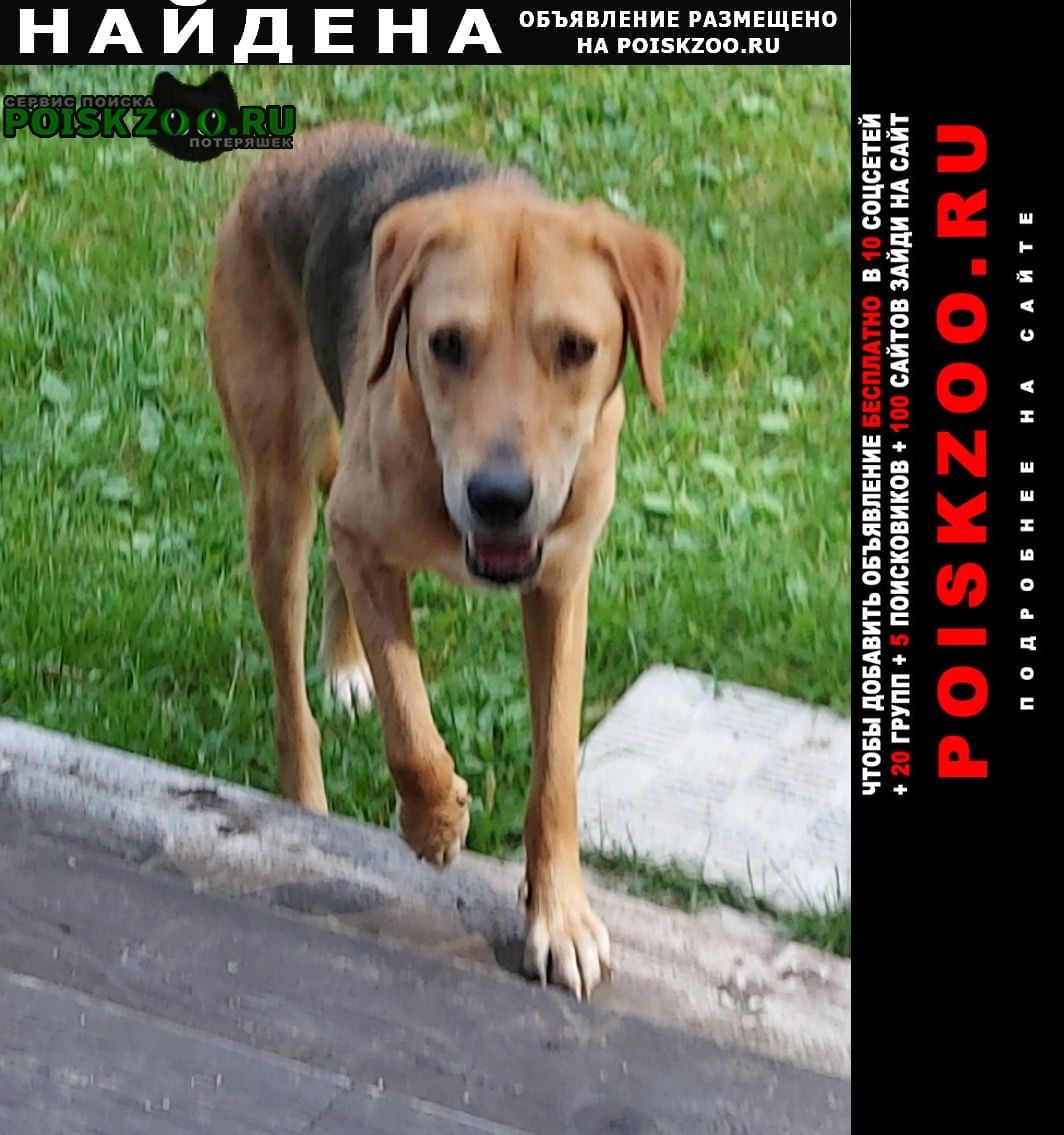 Найдена собака прибилась к дому гончая, кормим Пошехонье-Володарск
