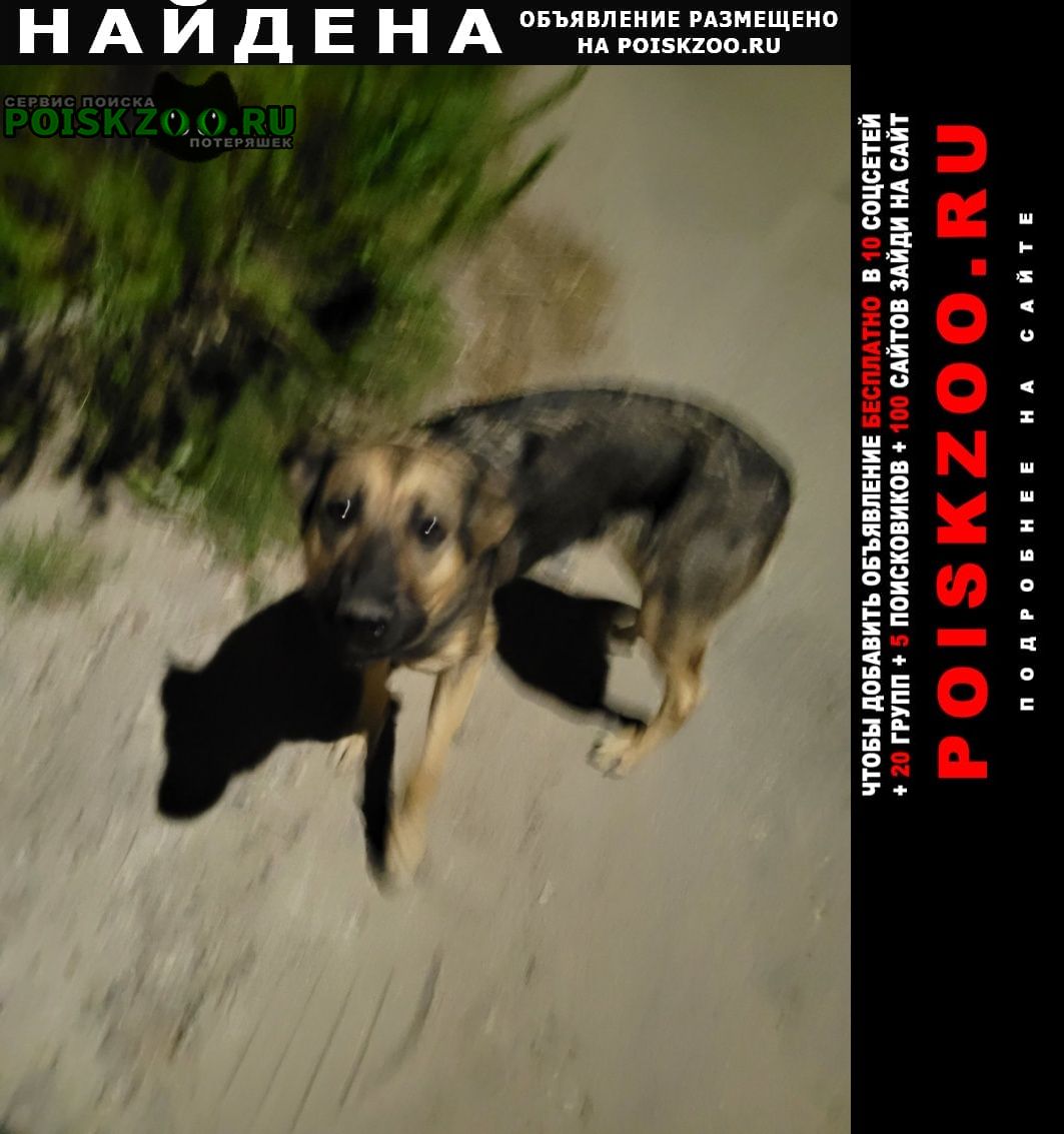 Найдена собака девочка Нижний Новгород