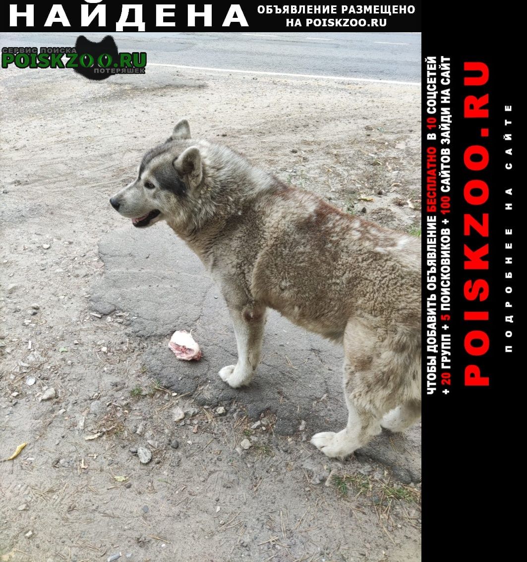 Найдена собака Малаховка