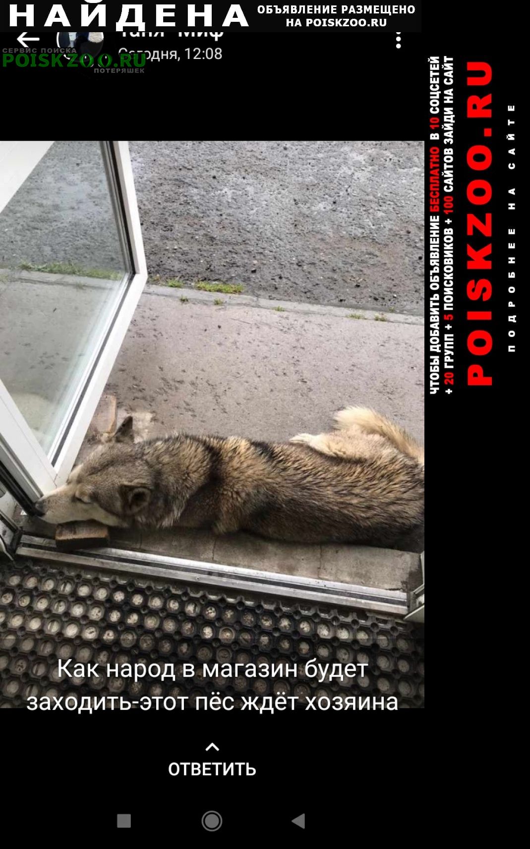 Найдена собака серая, дворовая Хабаровск