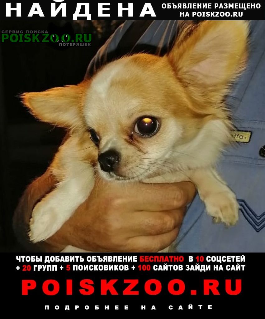 Найдена собака чи-хуа-хуа Москва