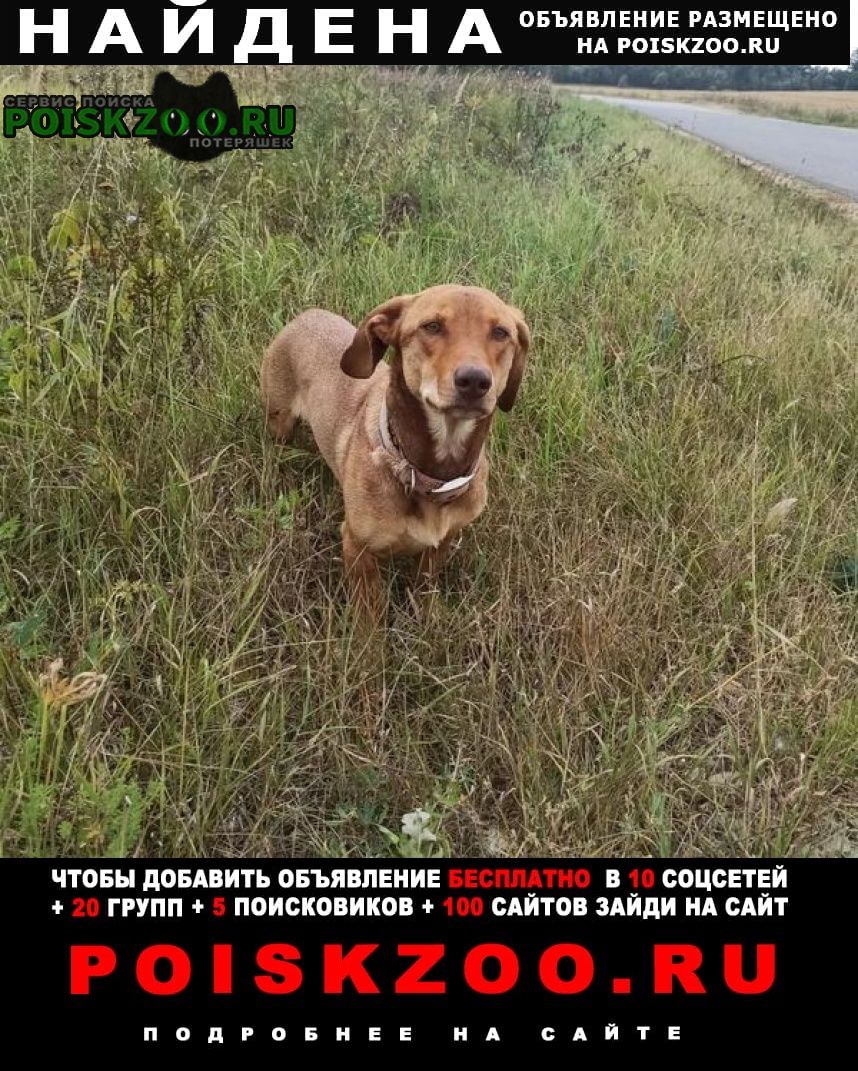Найдена собака кобель обнинск Москва