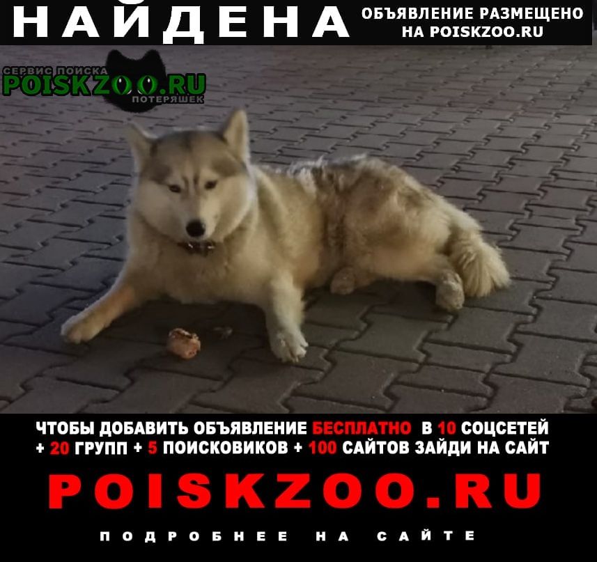 Найдена собака Архипо-Осиповка