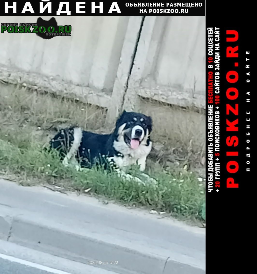 Найдена собака Чехов