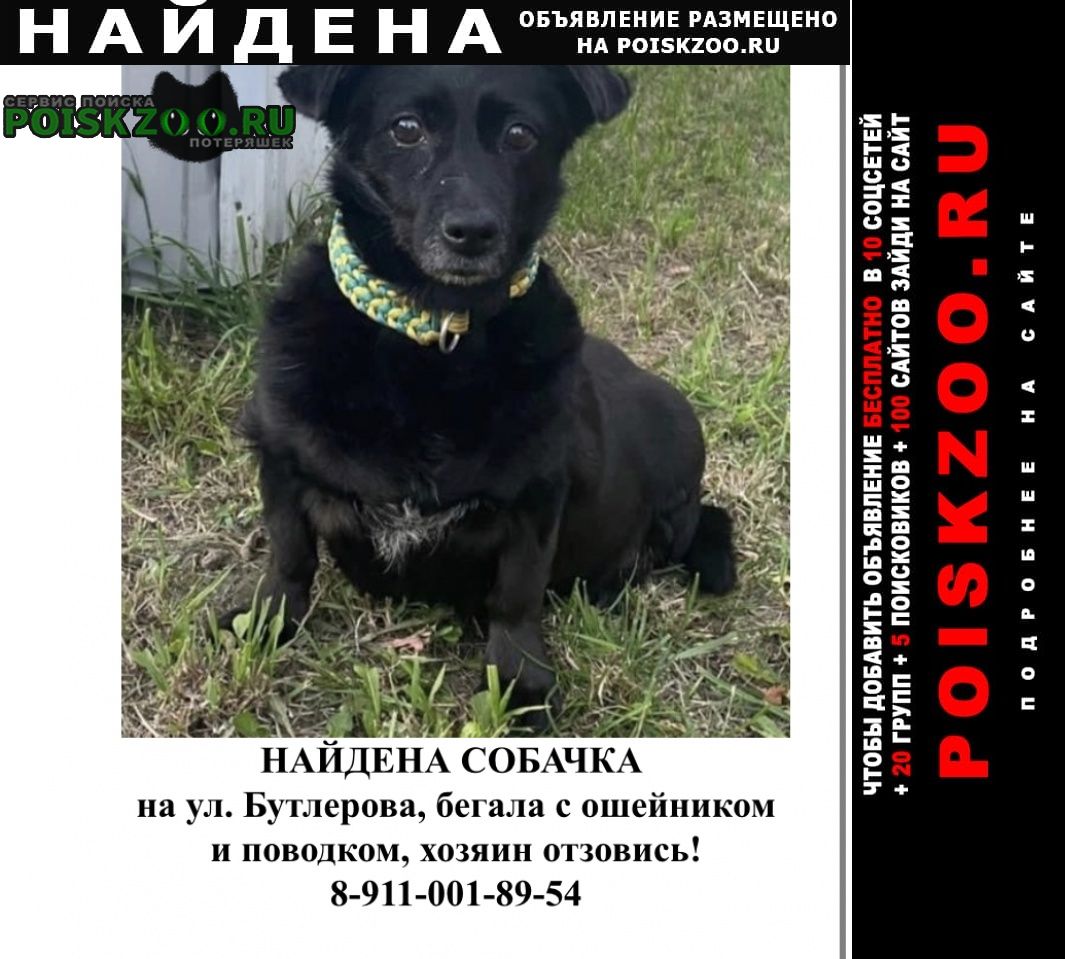 Найдена собака собачка чёрная метис девочка Санкт-Петербург