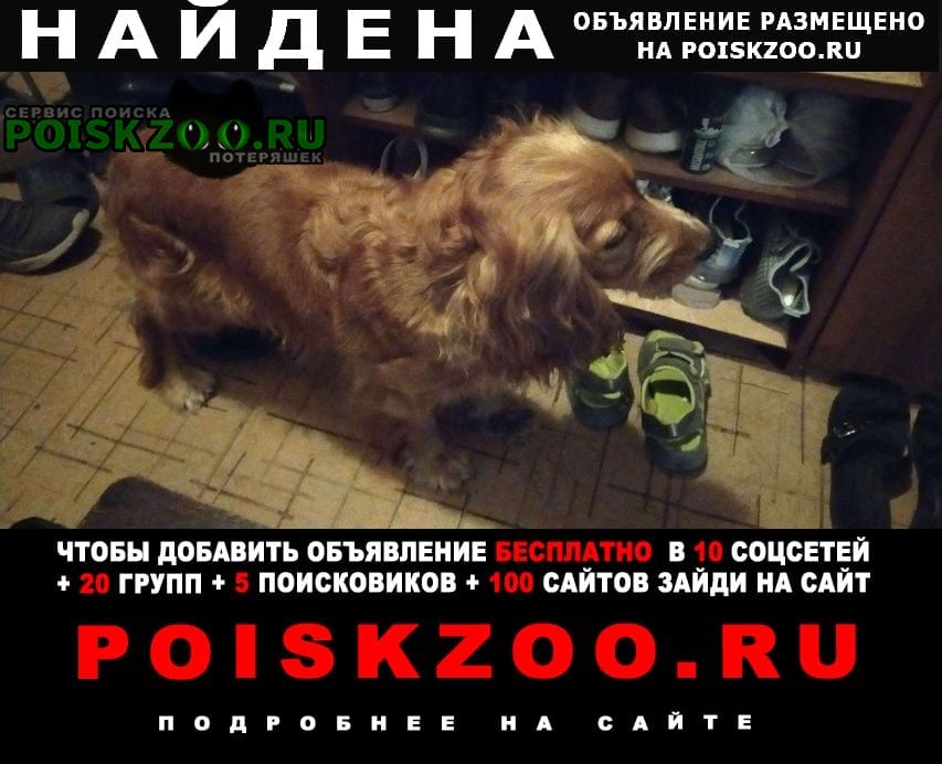 Найдена собака кобель кокер спаниель муж Ростов-на-Дону