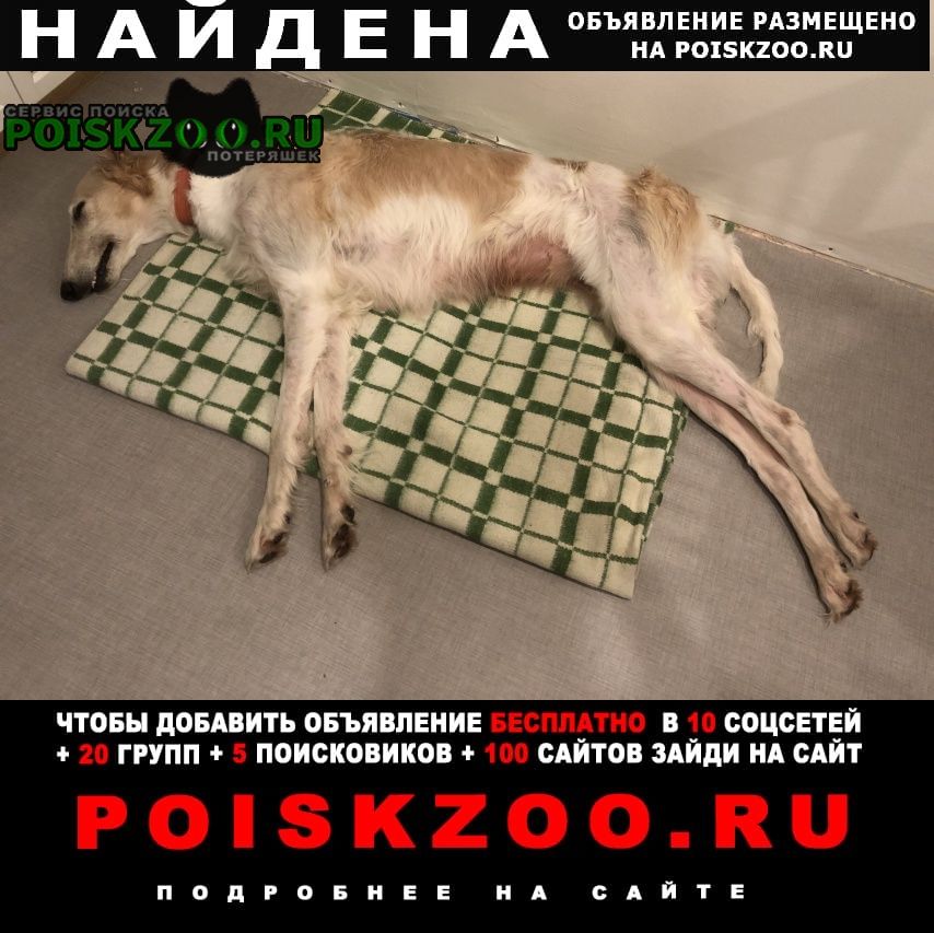 Найдена собака Казань