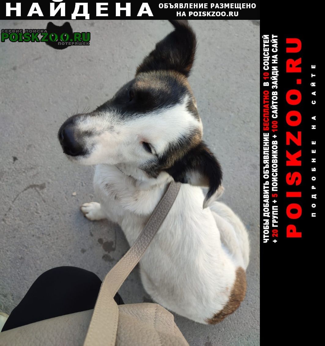 Найдена собака. Новосибирск
