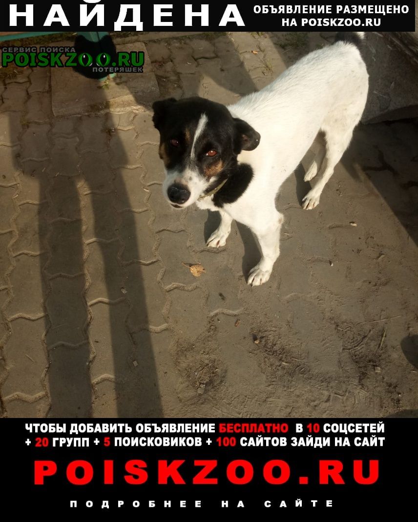 Найдена собака Хабаровск