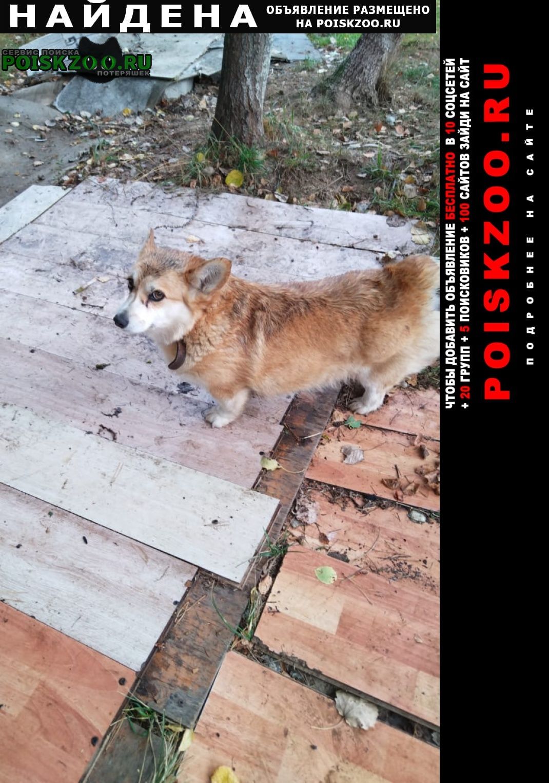 Найдена собака корги сука Зеленоград