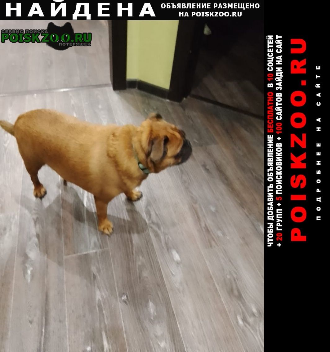 Найдена собака кобель малый брабансон кобель Нижний Новгород