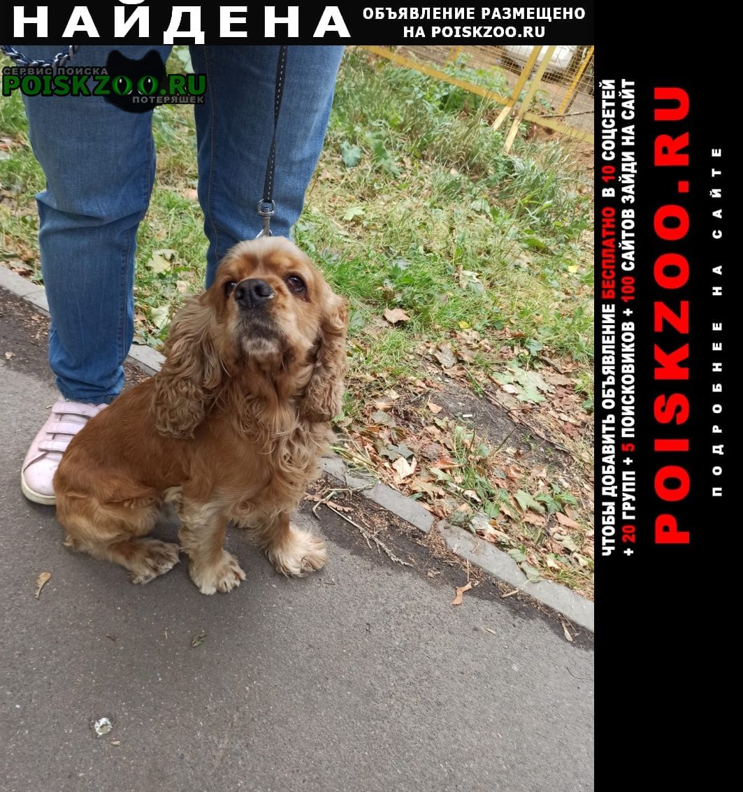 Найдена собака кобель английский коккер спаниель. Москва