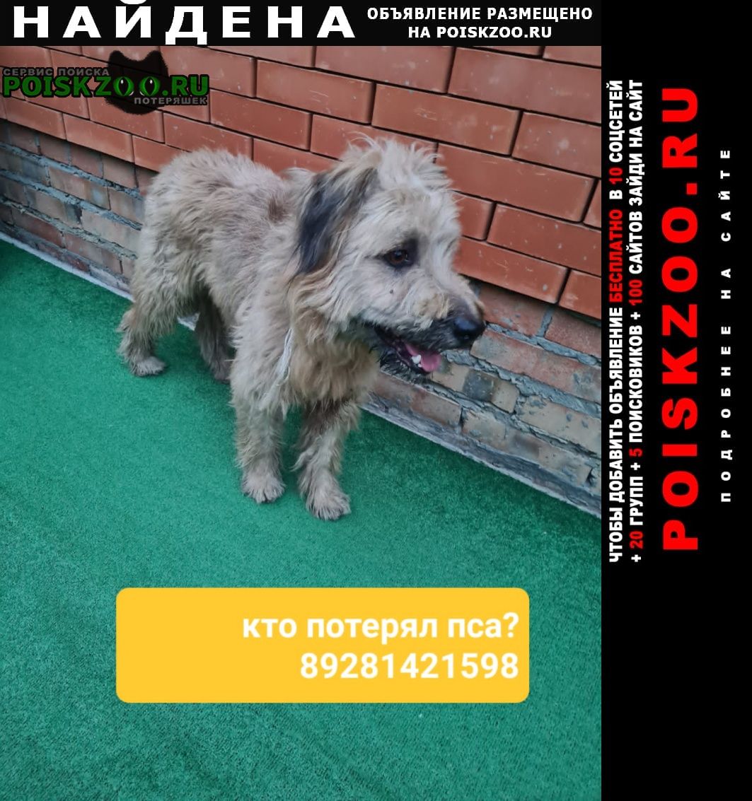 Найдена собака кобель очень ручной Ростов-на-Дону