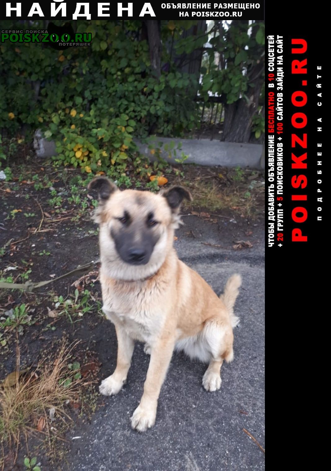 Найдена собака в ошейнике, бегала по витебскому Санкт-Петербург