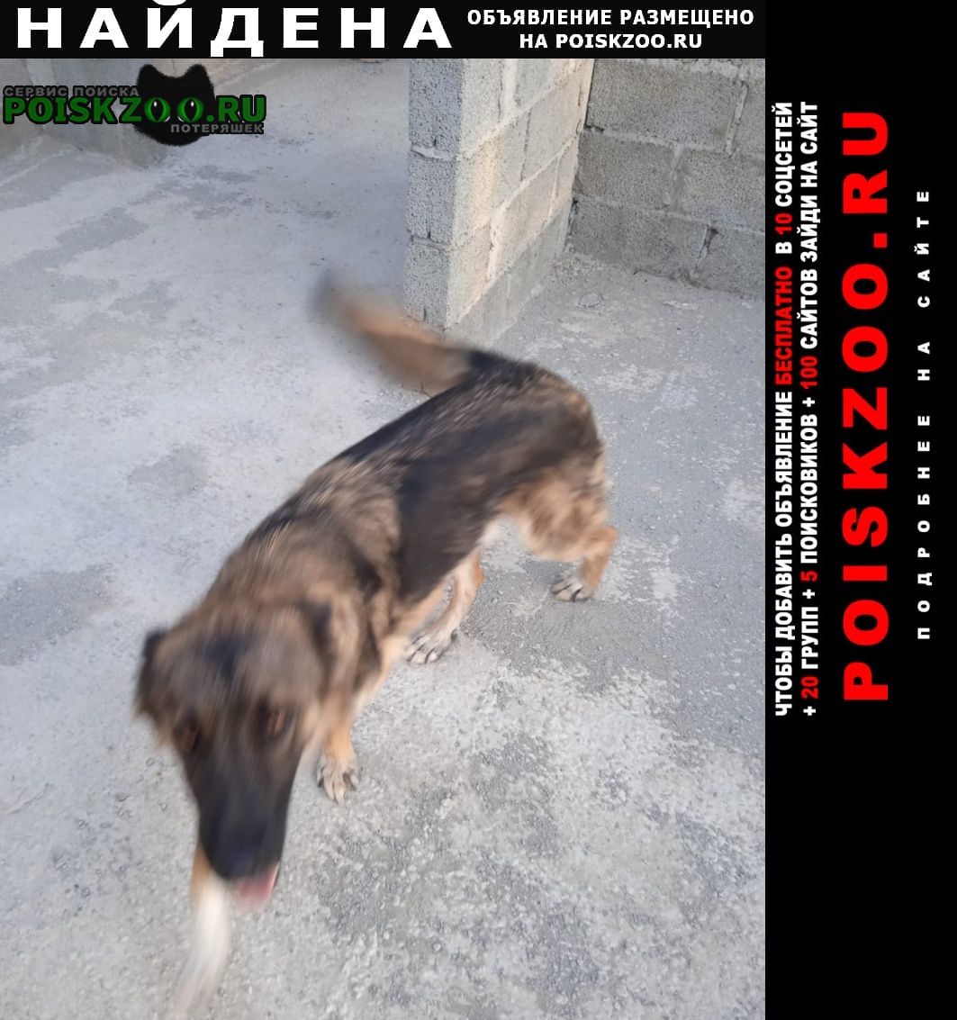 Найдена собака кобель мальчик Ставрополь