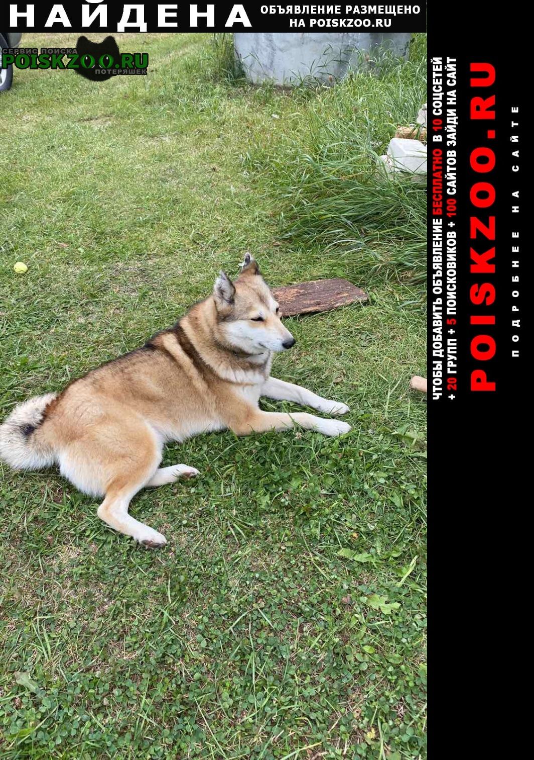 Найдена собака в беловежской пуще Брест Брестская обл.
