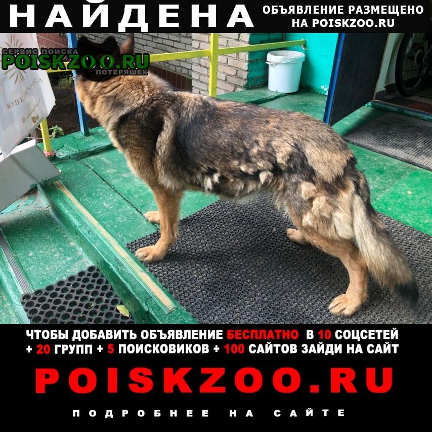 Найдена собака район цемзавода Подольск