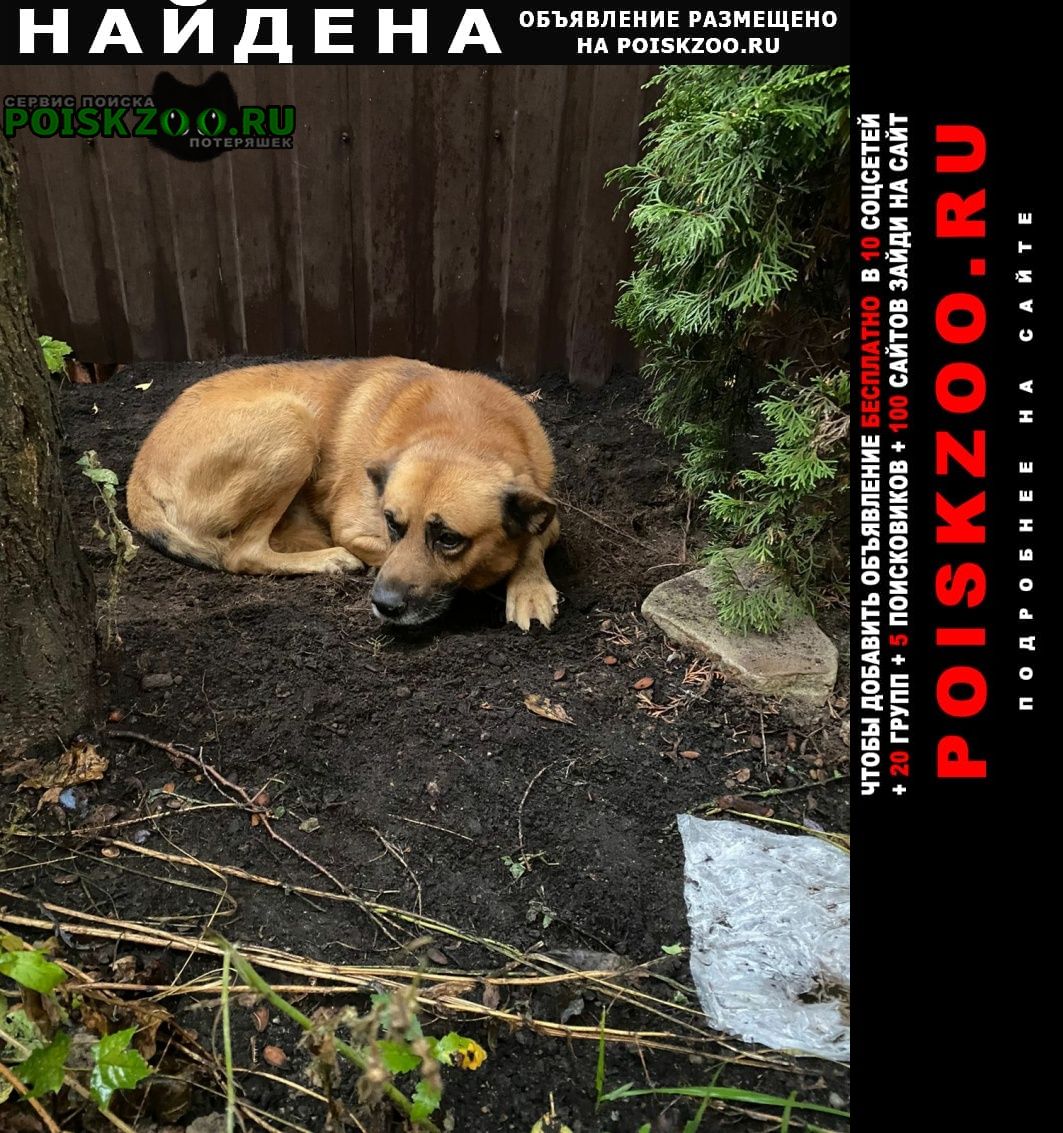 Найдена собака кобель Чехов