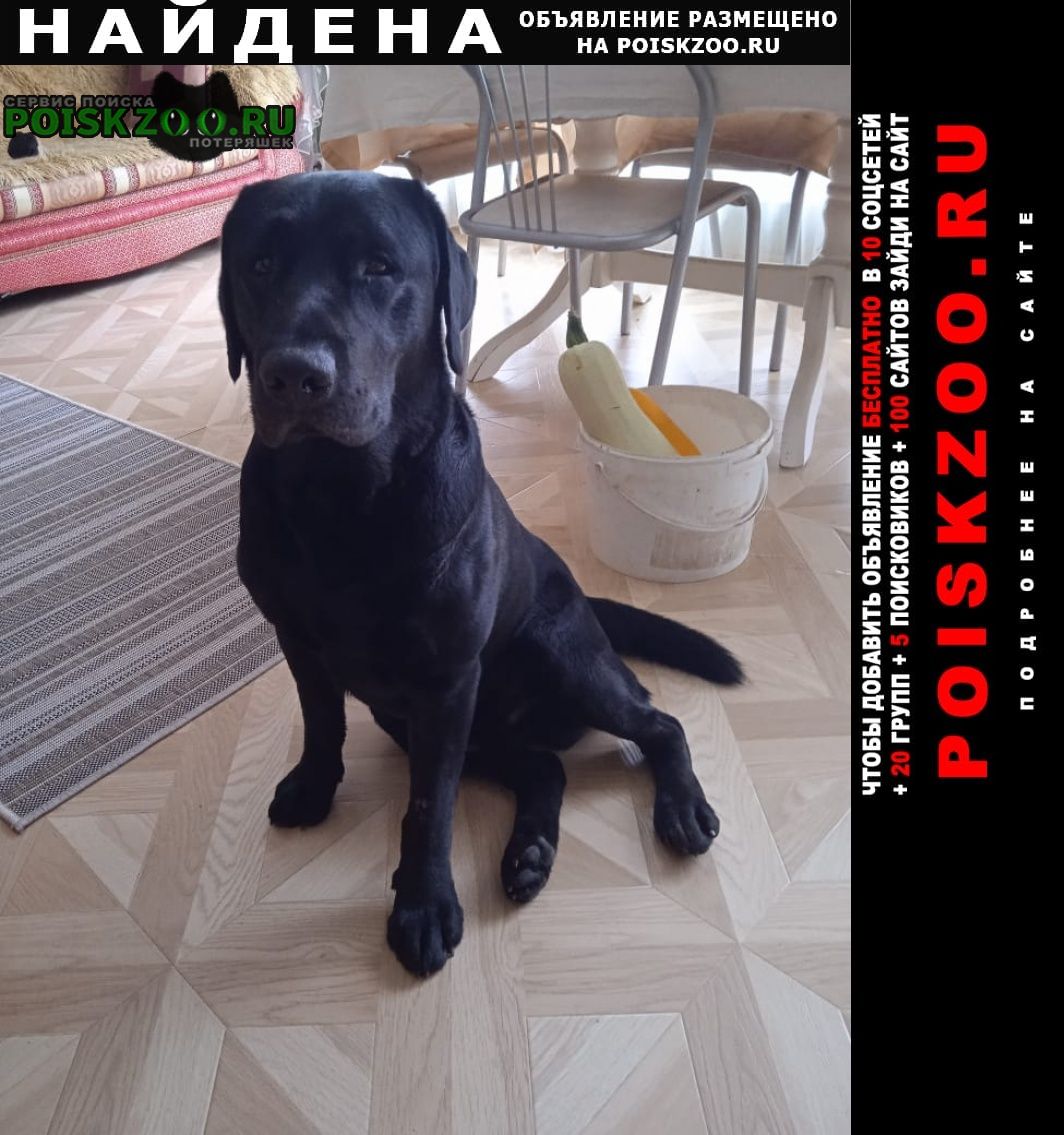 Найдена собака кобель черный лабрадор Лакинск