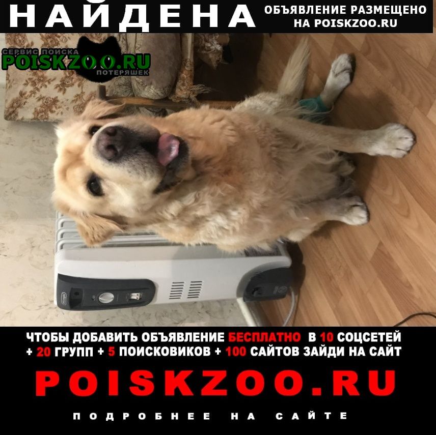 Найдена собака метис шарпея Воронеж