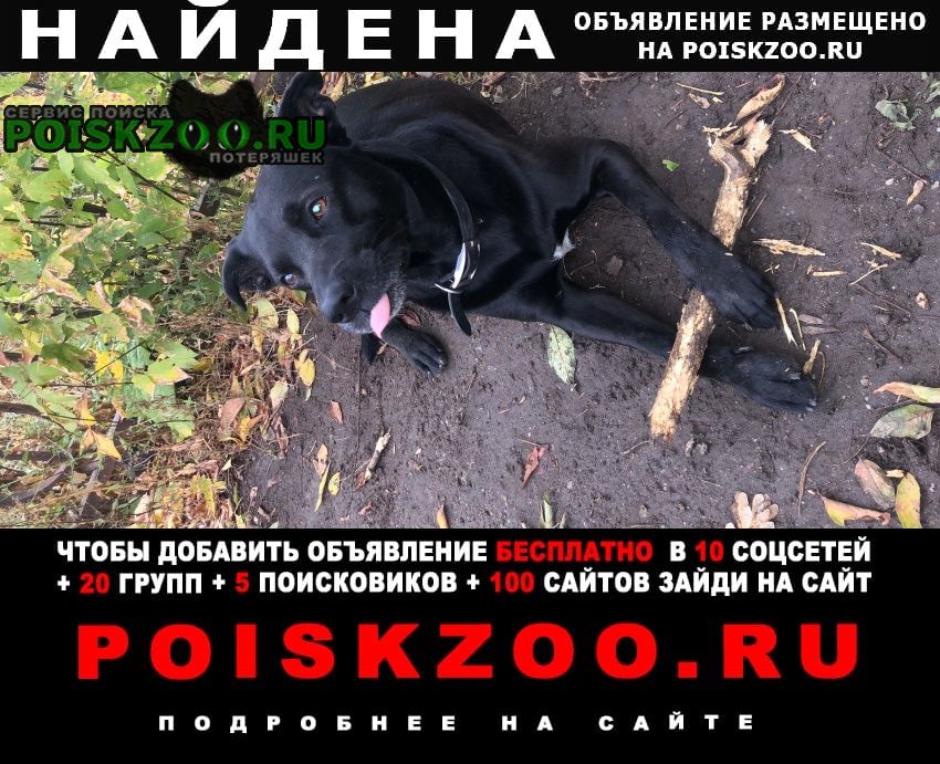 Найдена собака кобель черный кобель, метис. очень добрый и умны Москва