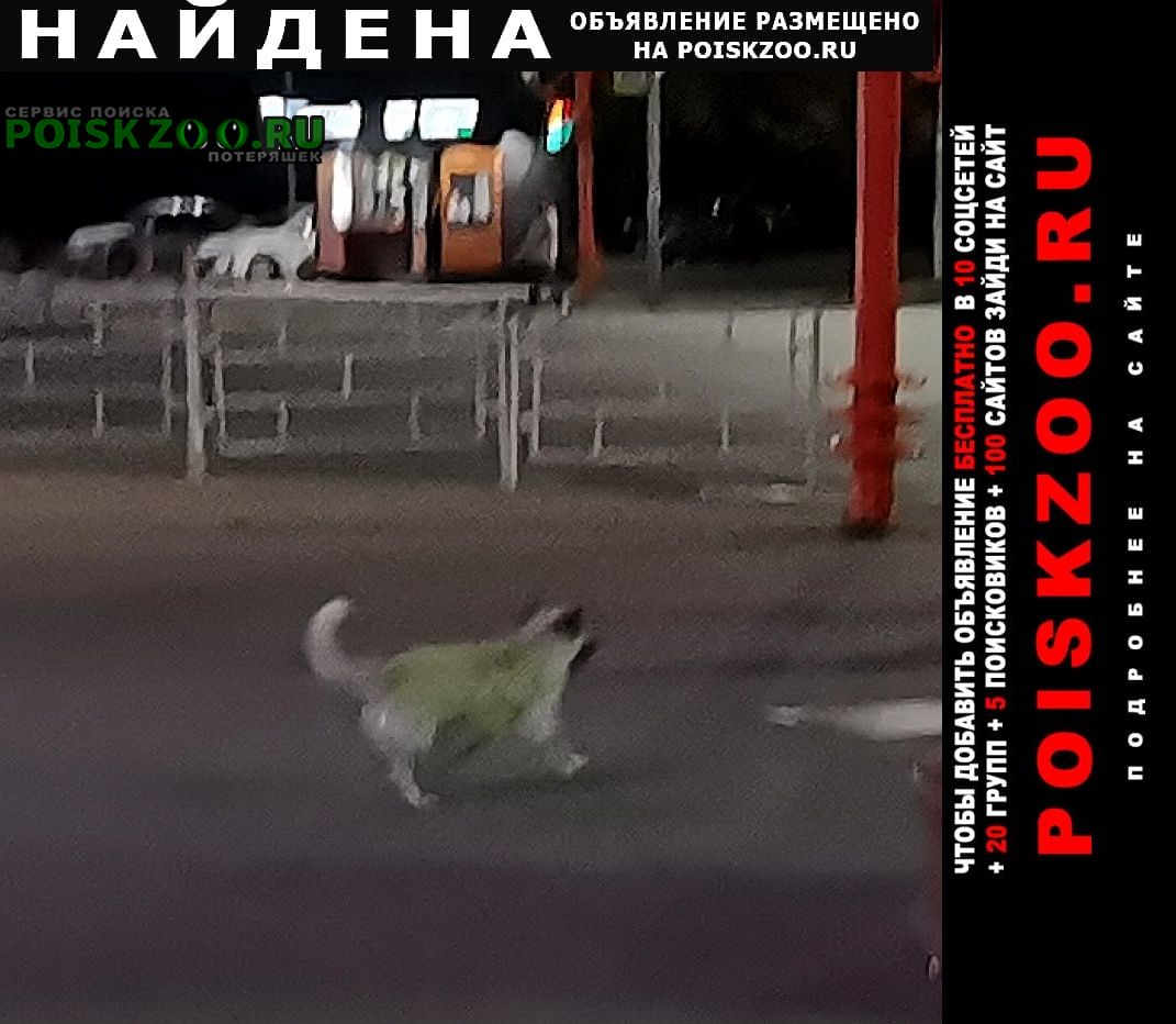 Найдена собака бегает собачка потеряшка Кемерово