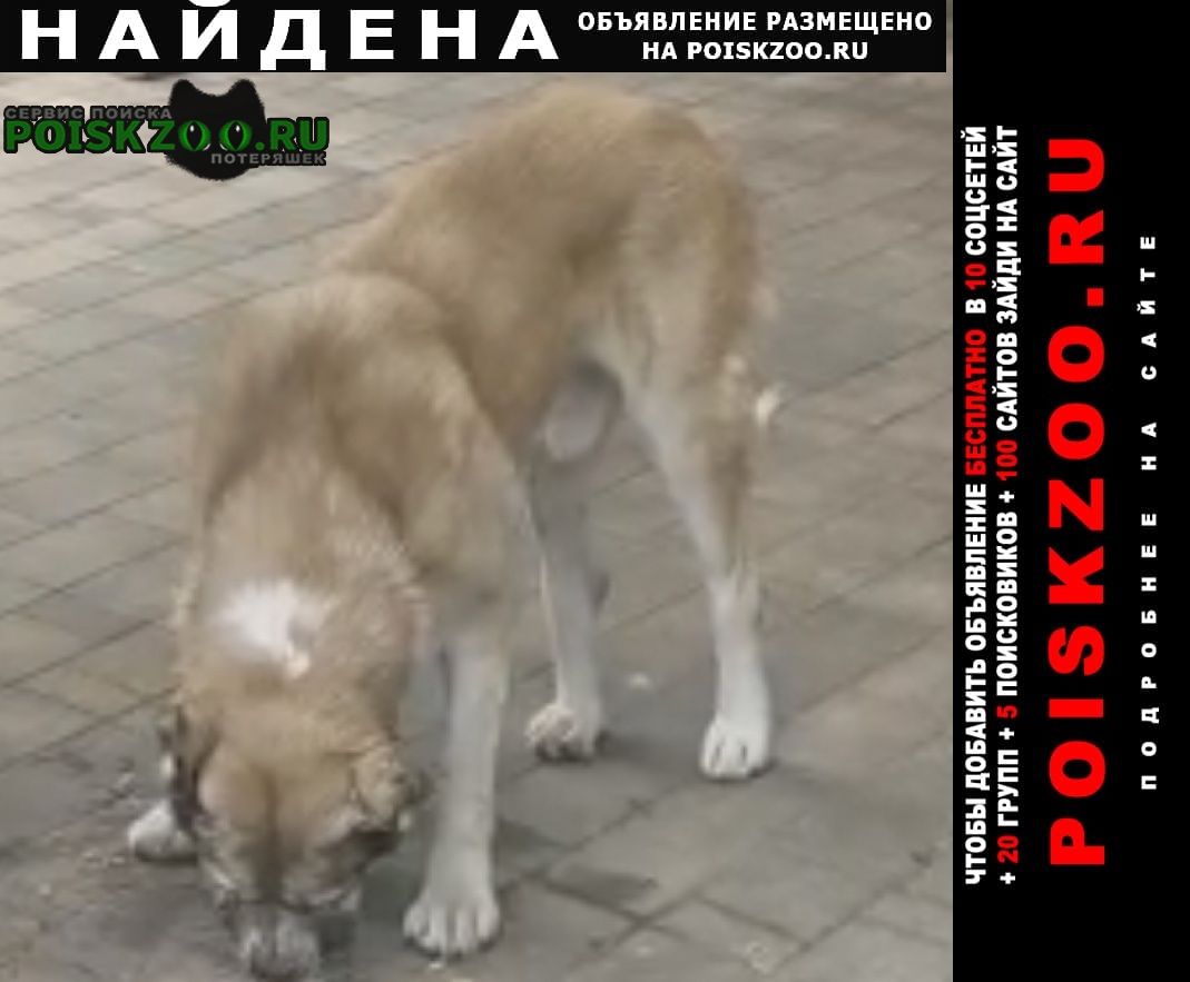 Найдена собака кобель алабай Чехов
