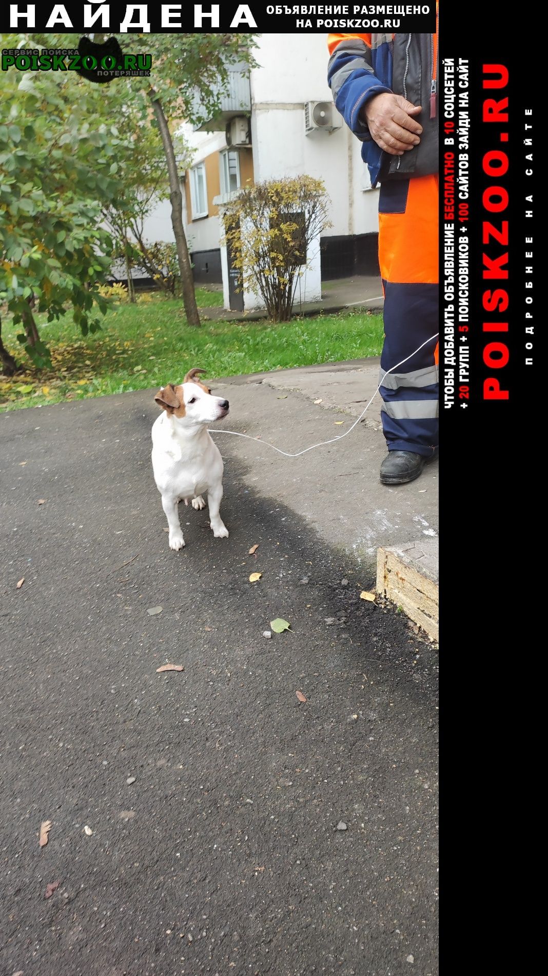 Найдена собака срочно Москва