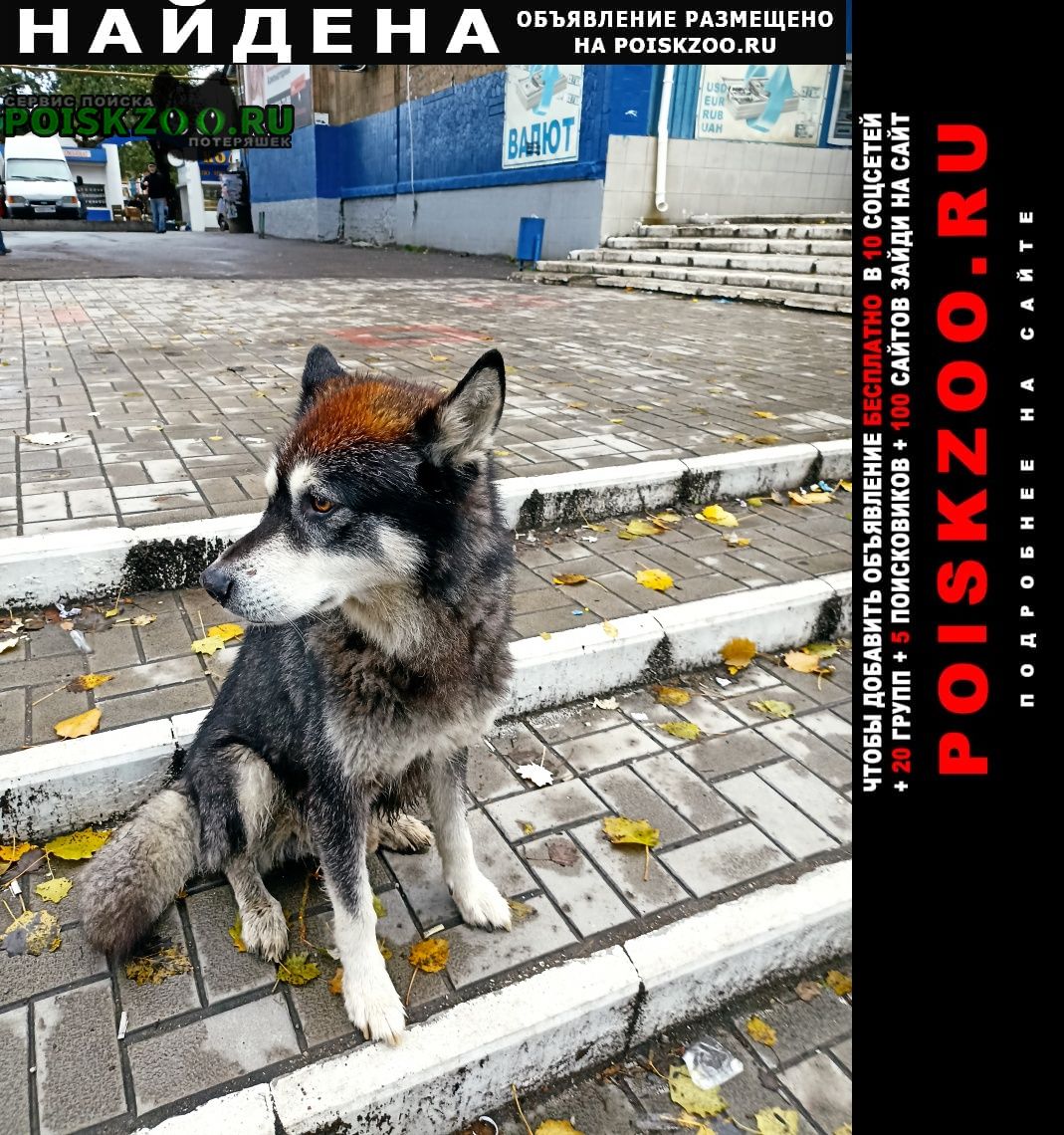 Найдена собака кобель на плеханова Макеевка