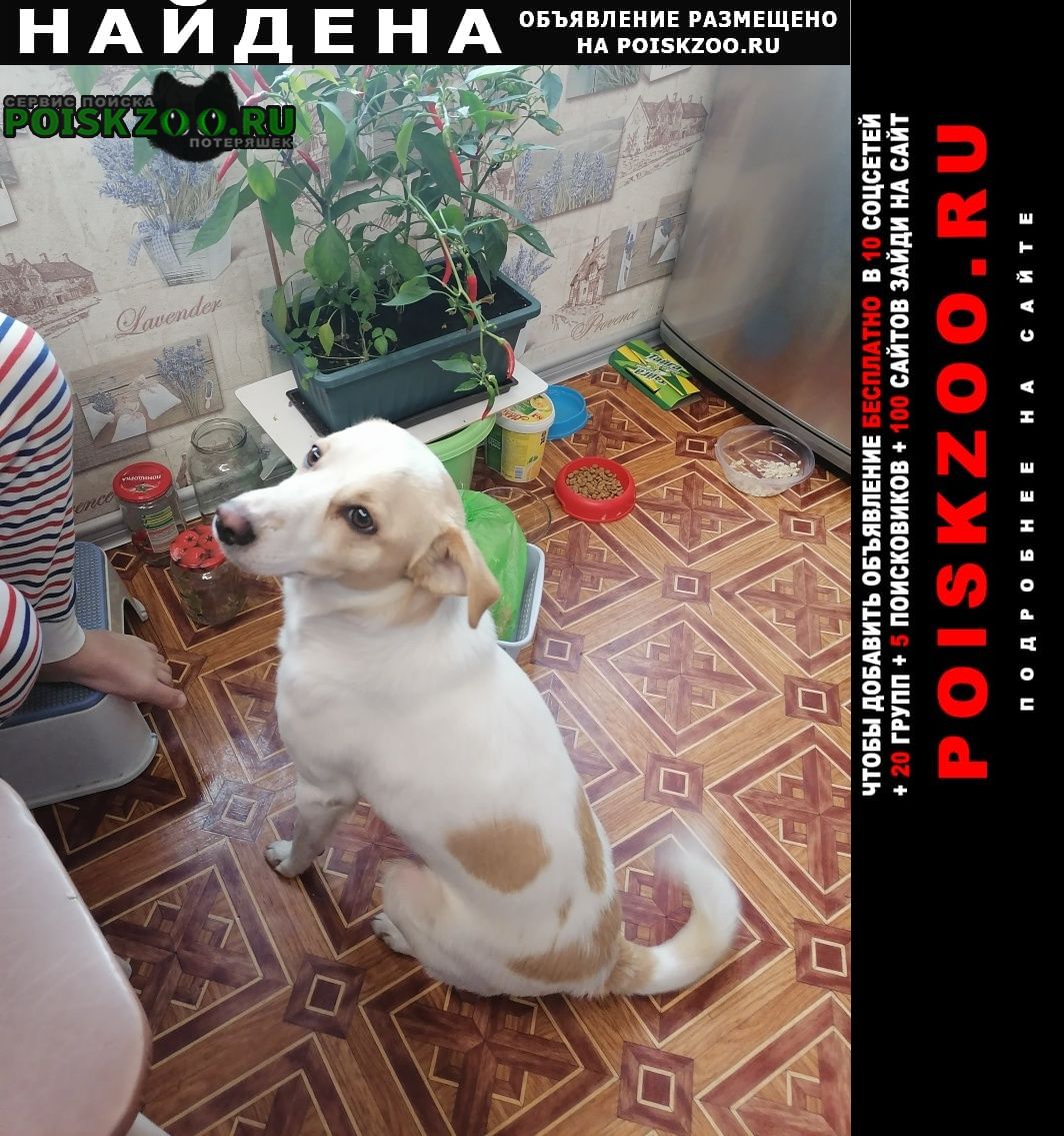 Найдена собака кобель молодой кобель, точно домашний Москва