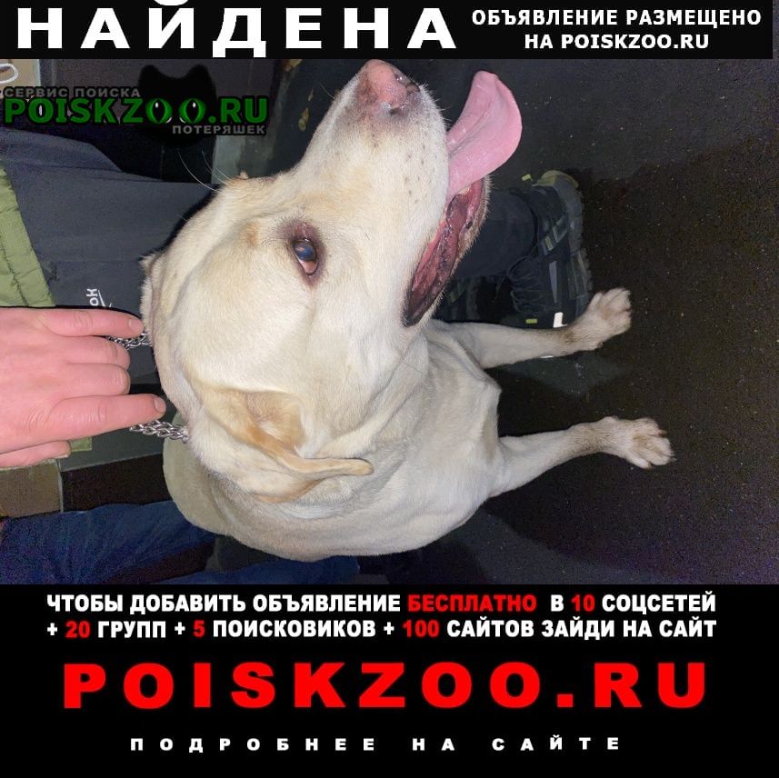 Найдена собака кобель кремовый лабрадор, мальчик Москва